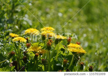 Dandelion blooming in the field Dandelion blooming in the field 133701009