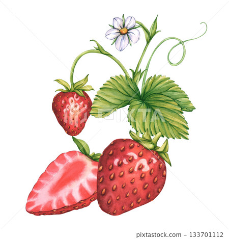 Watercolor illustrations of Strawberry branches with whole strawberries and halves of berries. Sliced strawberries. Illustration of strawberry bush with berries and tendrils for package, cosmetic Watercolor illustrations of Strawberry branches with whole strawberries and halves of berries. Sliced strawberries. Illustration of strawberry bush with berries and tendrils for package, cosmetic 133701112