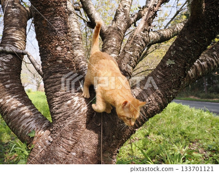 Cute kitten climbing a cherry tree Cute kitten climbing a cherry tree 133701121