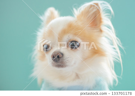 Chihuahua dog with long white and red fur on a blue background. 133701178