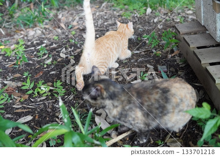 可愛的小貓咪即將離開它們的父母 133701218