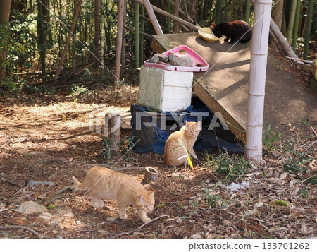 可愛的小貓咪即將離開它們的父母 133701262