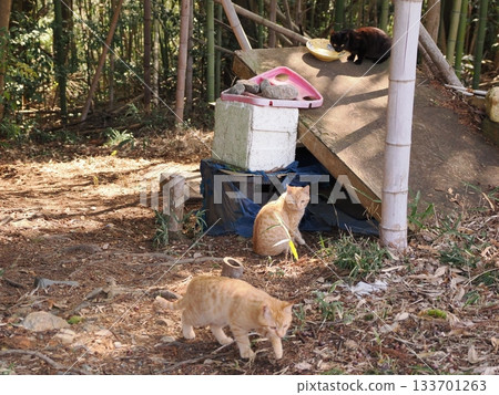 可愛的小貓咪即將離開它們的父母 133701263