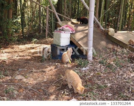 可愛的小貓咪即將離開它們的父母 133701264