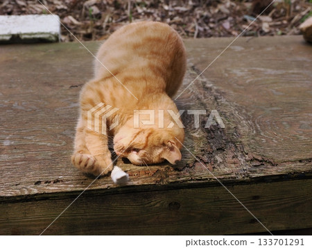 Cute kittens about to leave their parents Cute kittens about to leave their parents 133701291