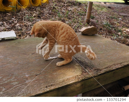 Cute kittens about to leave their parents 133701294