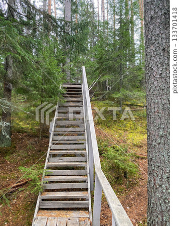 Wooden Staircase in Forest Trail 133701418