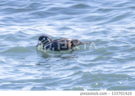 丑角鴨在海裡游泳 丑角鴨在海裡游泳 133701420