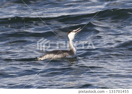 Great Crested Grebe Catching a Fish Great Crested Grebe Catching a Fish 133701455