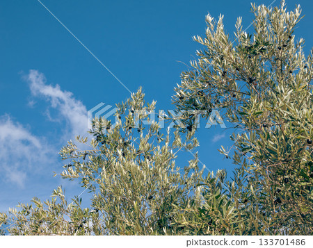 Autumn scenery of olive trees on Shodoshima Island in Kagawa Prefecture 133701486