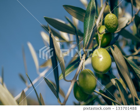 香川縣小豆島的秋季橄欖樹景色 133701488