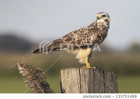 Common buzzard perched on a wooden post in Eempolder, Eemnes, Netherlands during a sunny day 133701499