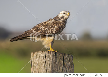 Common buzzard perched on a wooden pole in Eempolder, Eemnes, Netherlands during a sunny day 133701500