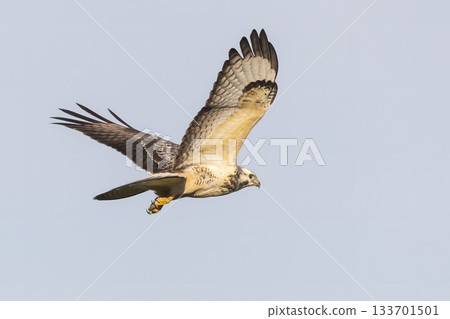 Common buzzard soaring gracefully in the skies of Eempolder, Eemnes during a clear day 133701501