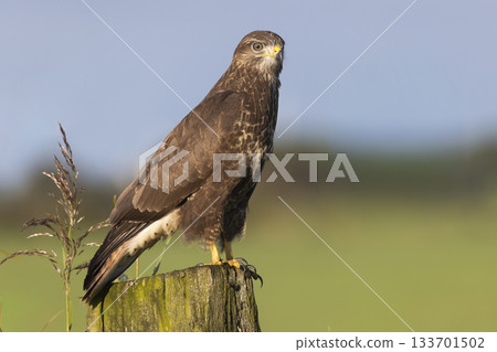 Common buzzard perched on a pole in Eempolder, Eemnes during a sunny day in the Netherlands Common buzzard perched on a pole in Eempolder, Eemnes during a sunny day in the Netherlands 133701502