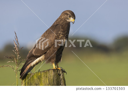 Common buzzard perched on a wooden post in Eempolder, Eemnes, Netherlands during a clear day Common buzzard perched on a wooden post in Eempolder, Eemnes, Netherlands during a clear day 133701503