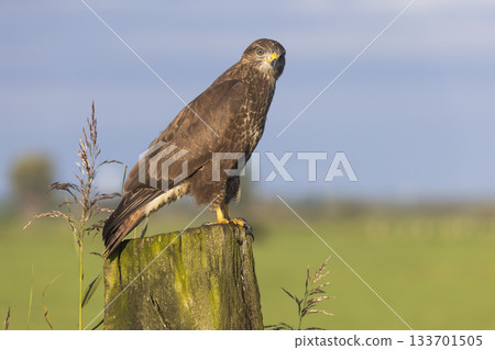 Common buzzard perched on a wooden post in Eempolder, Eemnes during a clear day 133701505