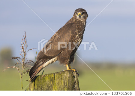 Common buzzard perched on a wooden post in Eempolder, Eemnes, Netherlands during the day Common buzzard perched on a wooden post in Eempolder, Eemnes, Netherlands during the day 133701506