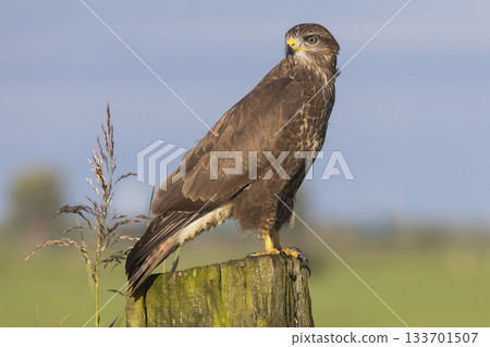 Common buzzard perched on a wooden post in Eempolder, Eemnes, Netherlands during a sunny day Common buzzard perched on a wooden post in Eempolder, Eemnes, Netherlands during a sunny day 133701507