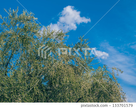Autumn scenery of olive trees on Shodoshima Island in Kagawa Prefecture 133701579