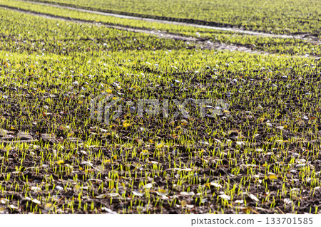 Field with young green seedlings emerging from moist soil, tire tracks and dry leaves suggest recent agricultural activity in early crop growth phase. 133701585