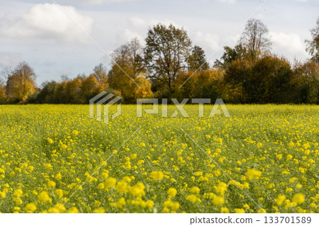 Vast field of blooming yellow flowers under partly cloudy sky, autumn trees in background add warm contrast to this serene agricultural landscape. 133701589