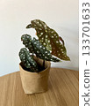 Begonia Maculata Wightii plant in paper planters 133701633