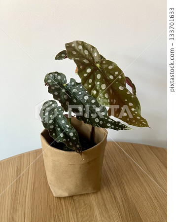 Begonia Maculata Wightii plant in paper planters Begonia Maculata Wightii plant in paper planters 133701633