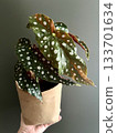 Begonia Maculata Wightii plant in paper planters 133701634