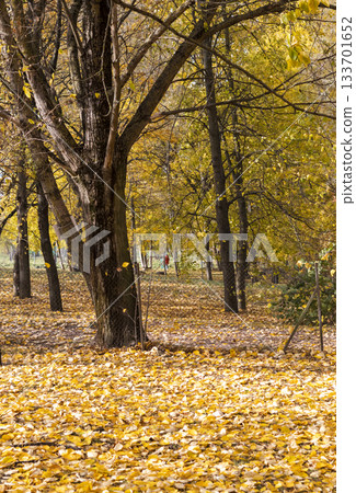 Walk path in the park covered by colorful autumn leaves Walk path in the park covered by colorful autumn leaves 133701652