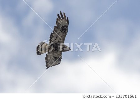 Rough-legged buzzard soaring over Jotunheimen National Park in Norway during a clear day 133701661