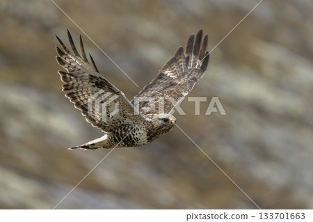 Rough-legged buzzard soaring through the skies of Jotunheimen National Park in Norway 133701663
