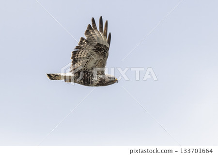Rough-legged buzzard soaring through clear skies in Jotunheimen National Park, Norway, showcasing its majestic wingspan 133701664