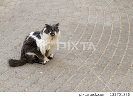 The photograph the cute cat The photograph the cute cat 133701886