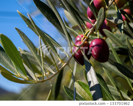 Autumn scenery of olive trees on Shodoshima Island in Kagawa Prefecture Autumn scenery of olive trees on Shodoshima Island in Kagawa Prefecture 133701962