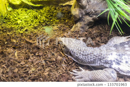 The photograph shows a monitor lizard, likely a Savannah Monitor The photograph shows a monitor lizard, likely a Savannah Monitor 133701963