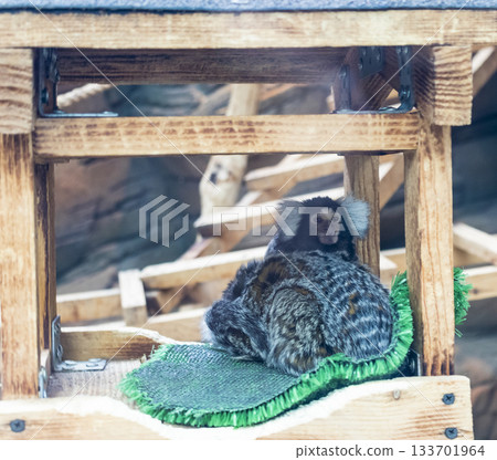 The animal in the photograph is a common marmoset The animal in the photograph is a common marmoset 133701964