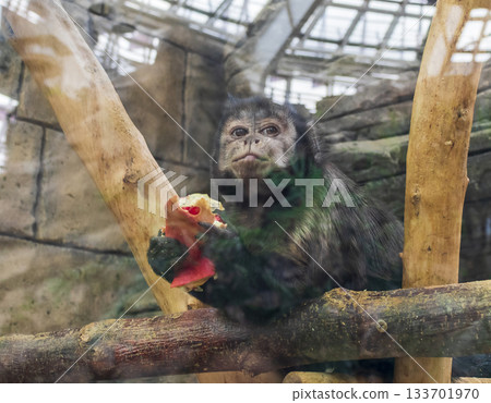The photograph features a capuchin monkey eating a piece of fruit. 133701970
