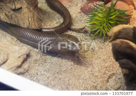 The animal in the photograph is a Sheltopusik The animal in the photograph is a Sheltopusik 133701977