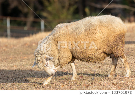 Ran sheep Ran sheep 133701978