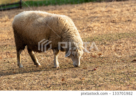 Ran sheep 133701982