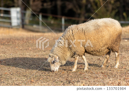 冉綿羊 冉綿羊 133701984