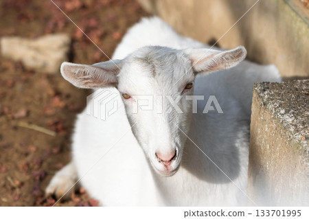 奧戈路邊車站綠花農場的山羊特寫 奧戈路邊車站綠花農場的山羊特寫 133701995