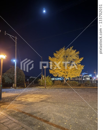 秋日的銀杏樹在路燈的襯托下顯得格外美麗 133702031