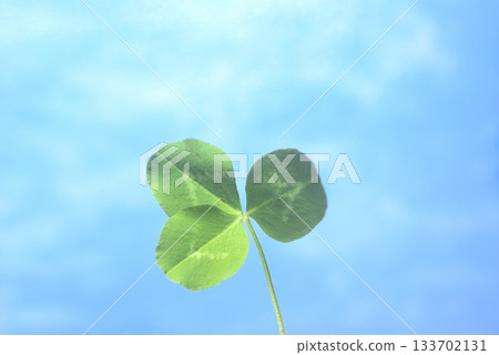 Mitsuba's Clover 133702131