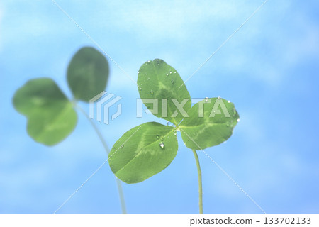 Water droplets and three-leaf clover 133702133