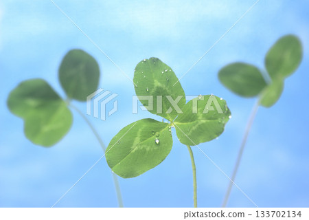 Water droplets and three-leaf clover 133702134