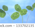 Water droplets and three-leaf clover 133702135