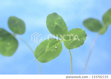 Water droplets and three-leaf clover 133702135