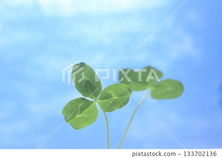 Mitsuba的三葉草 133702136